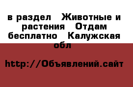  в раздел : Животные и растения » Отдам бесплатно . Калужская обл.